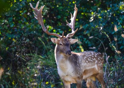 Fallow Deer Hunts