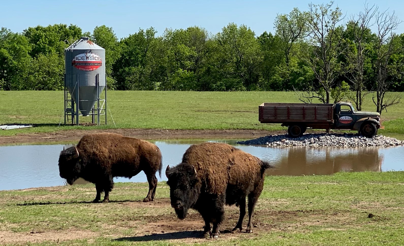 Oklahoma Exotic Hunting