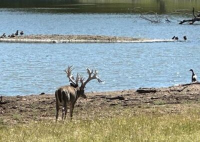 Oklahoma Whitetail Deer Hunts